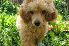 Фото наших питомцев