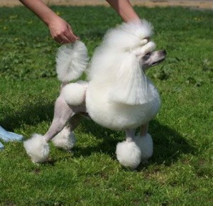 1229089259756822_big